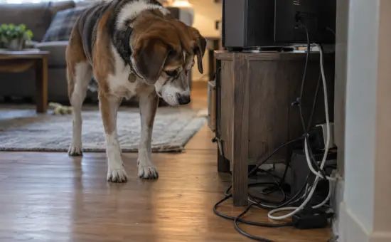 Picture representing Our Pet-Friendly Home Maintenance Tips
