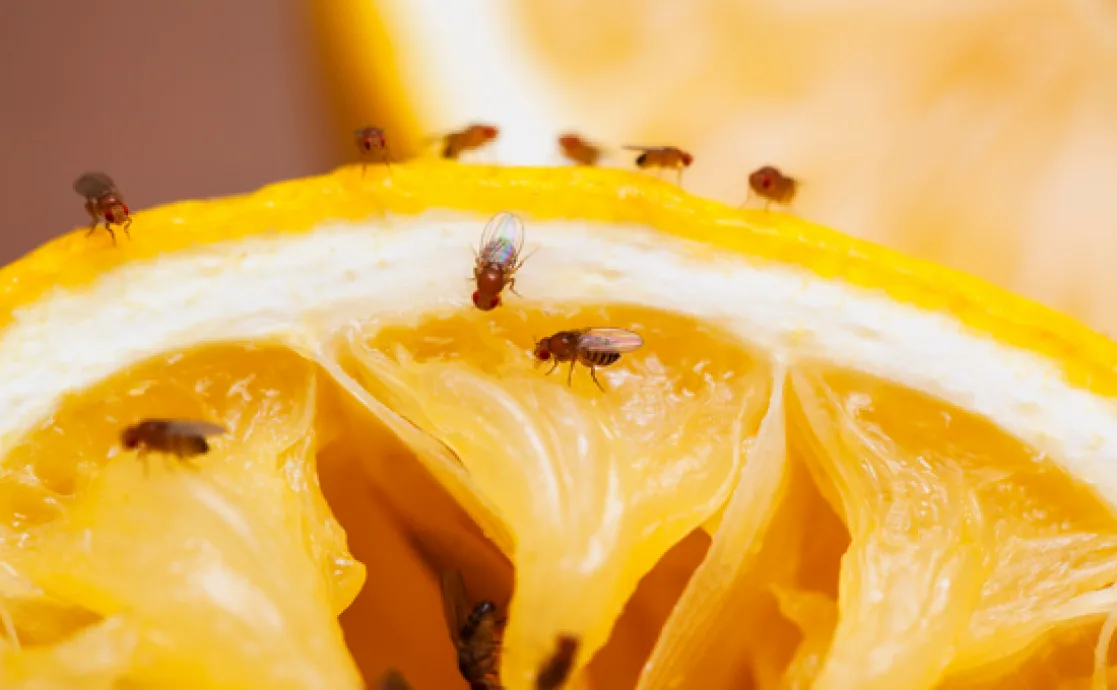 Picture representing How to Get Rid of Fruit Flies in the Home